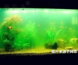 鱼缸可以用星空官方端网站入口新手怎么玩来净化吗? 对照阅读本文件由星空官方端网站入口新